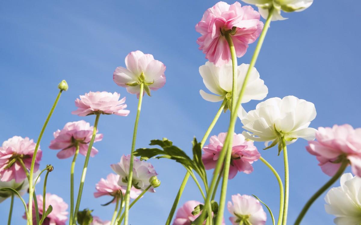 美丽花儿与蓝天风景图片