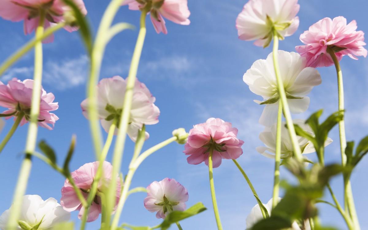 美丽花儿与蓝天风景图片