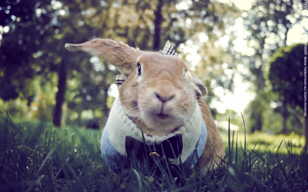 萌兔子“史大力”图片