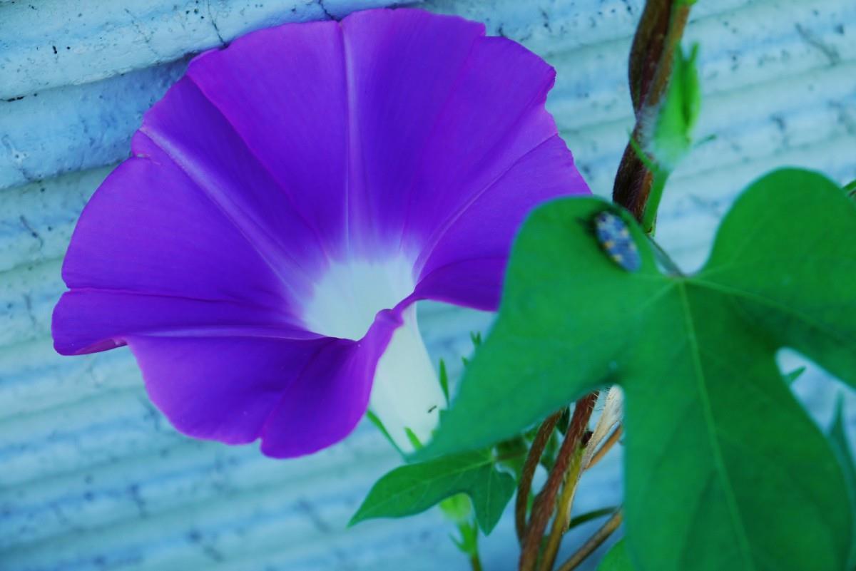 紫色唯美的牵牛花图片大全