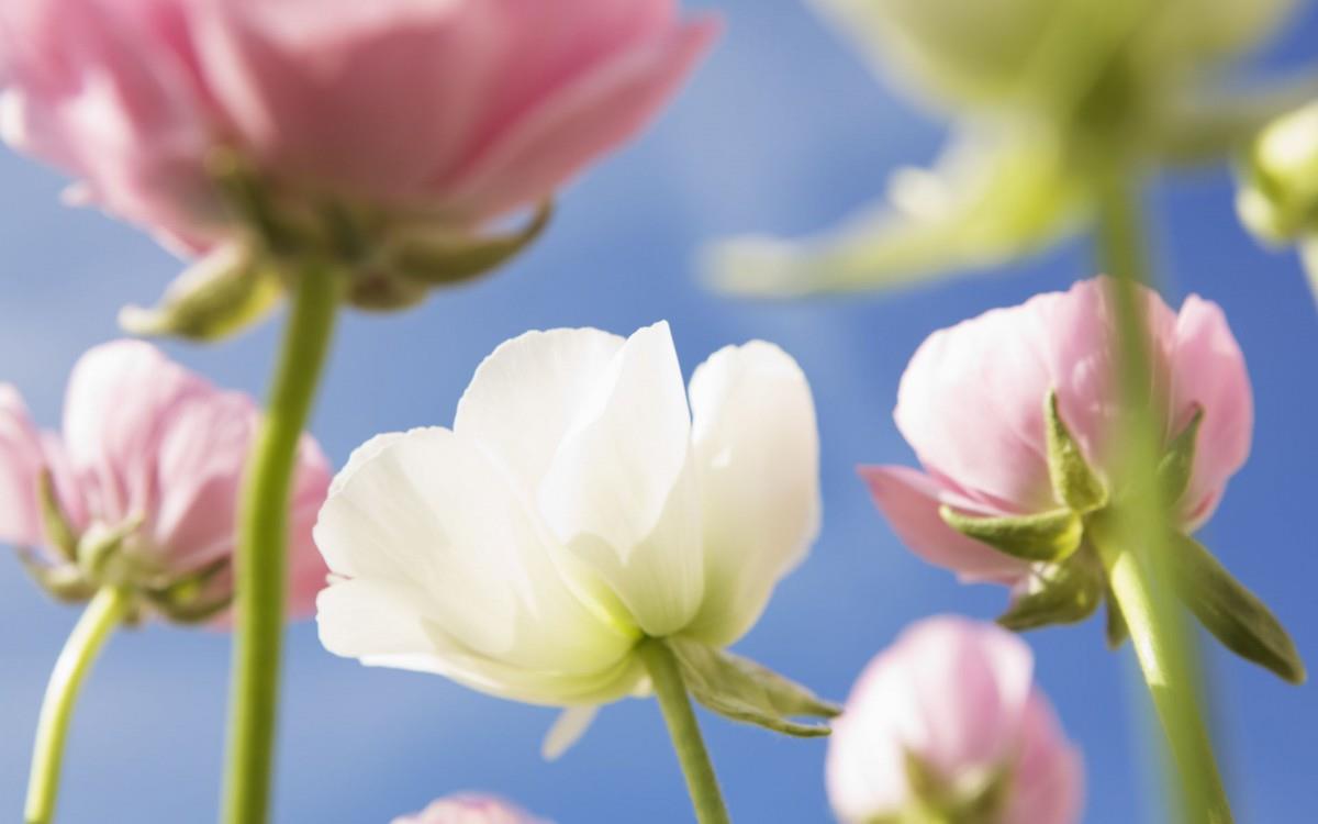 美丽花儿与蓝天风景图片