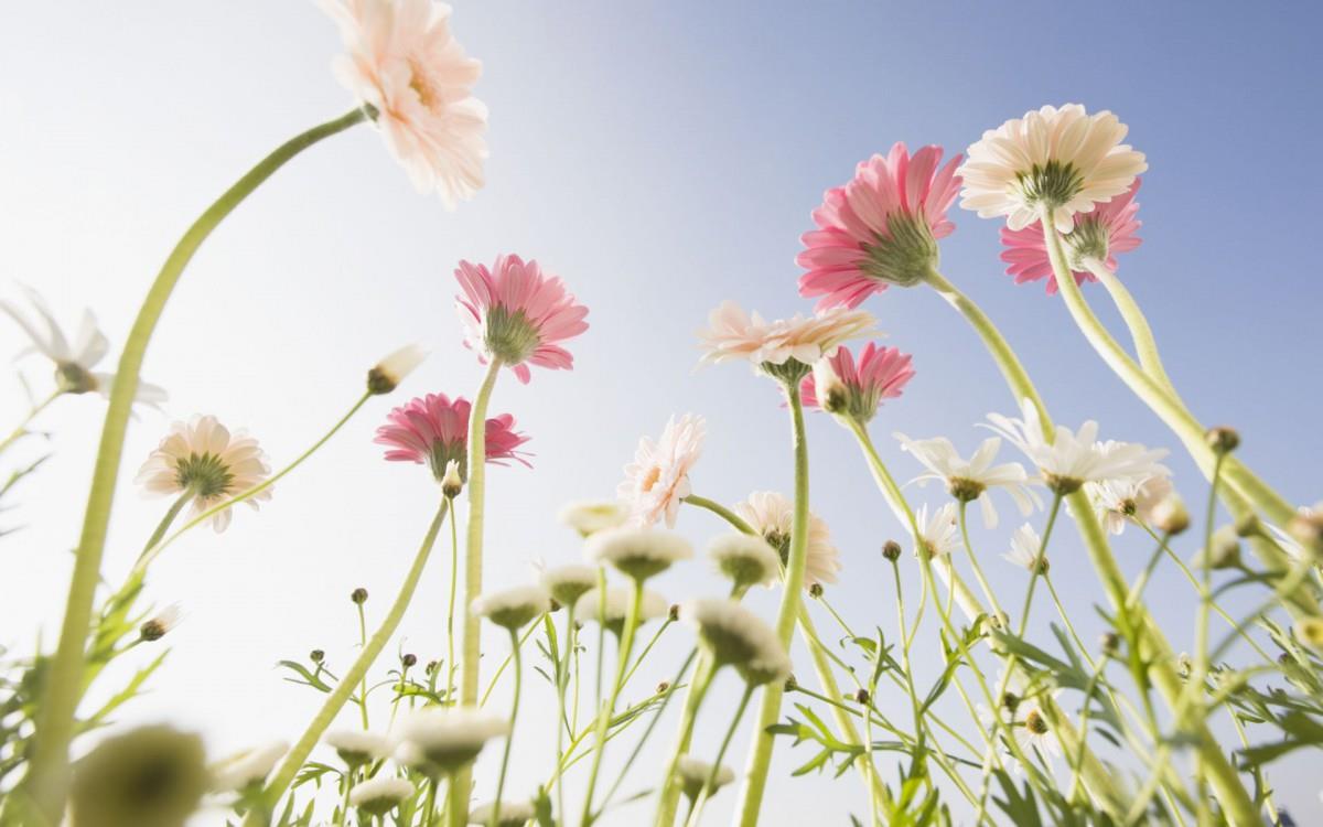 美丽花儿与蓝天风景图片