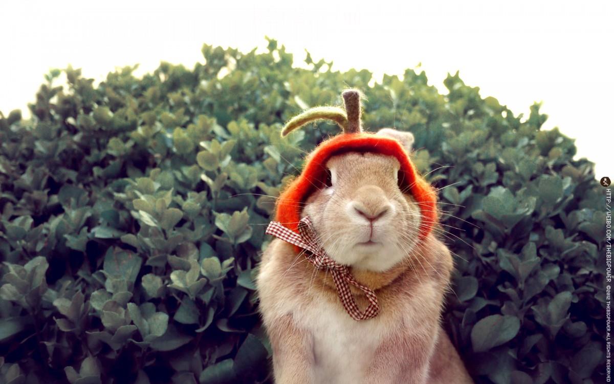 萌兔子“史大力”图片