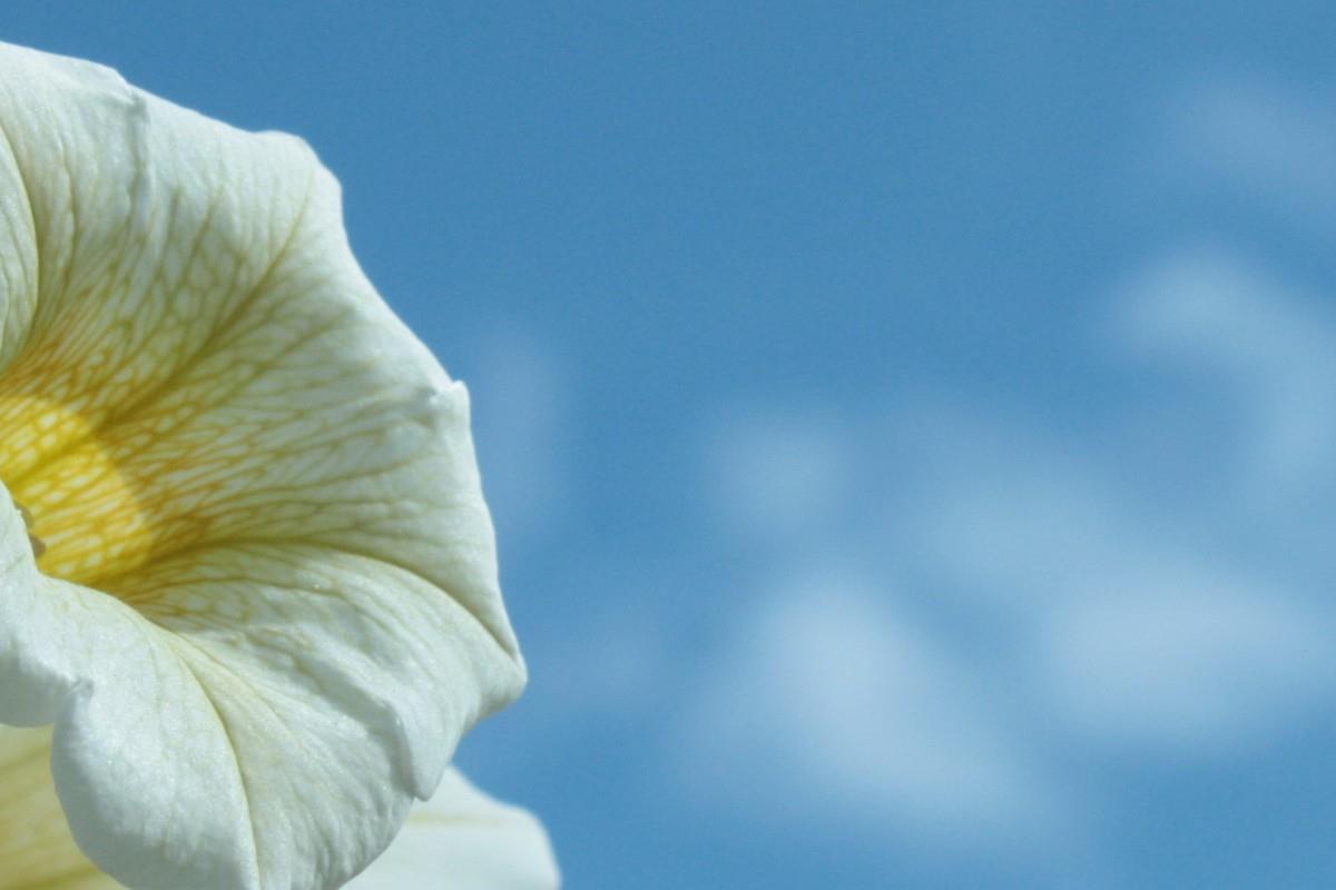 紫色唯美的牵牛花图片大全