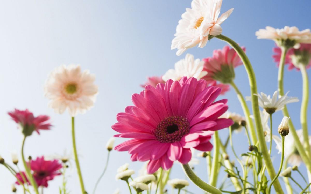 美丽花儿与蓝天风景图片