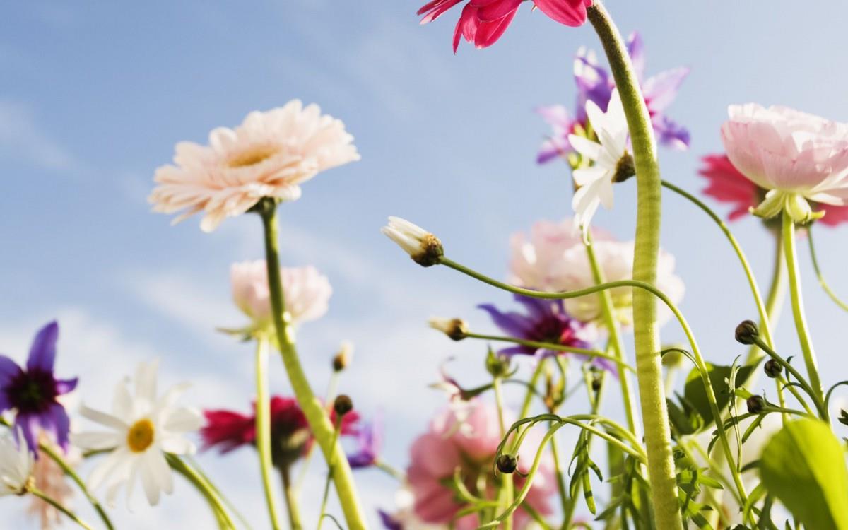 美丽花儿与蓝天风景图片