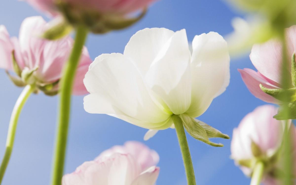 美丽花儿与蓝天风景图片