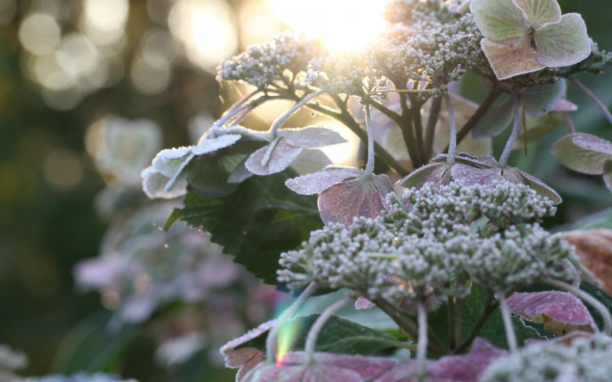 冰雪植物(冰晶幻梦)图片
