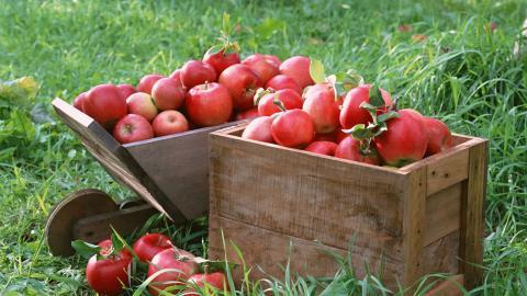 收获诱人苹果图片