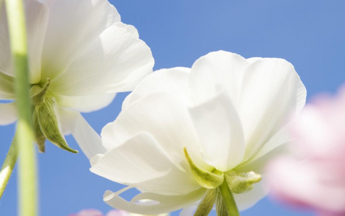 美丽花儿与蓝天风景图片