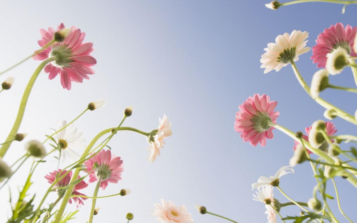 美丽花儿与蓝天风景图片