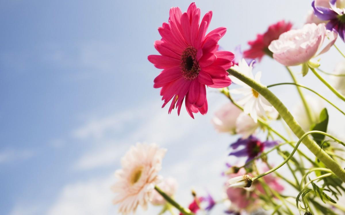 美丽花儿与蓝天风景图片