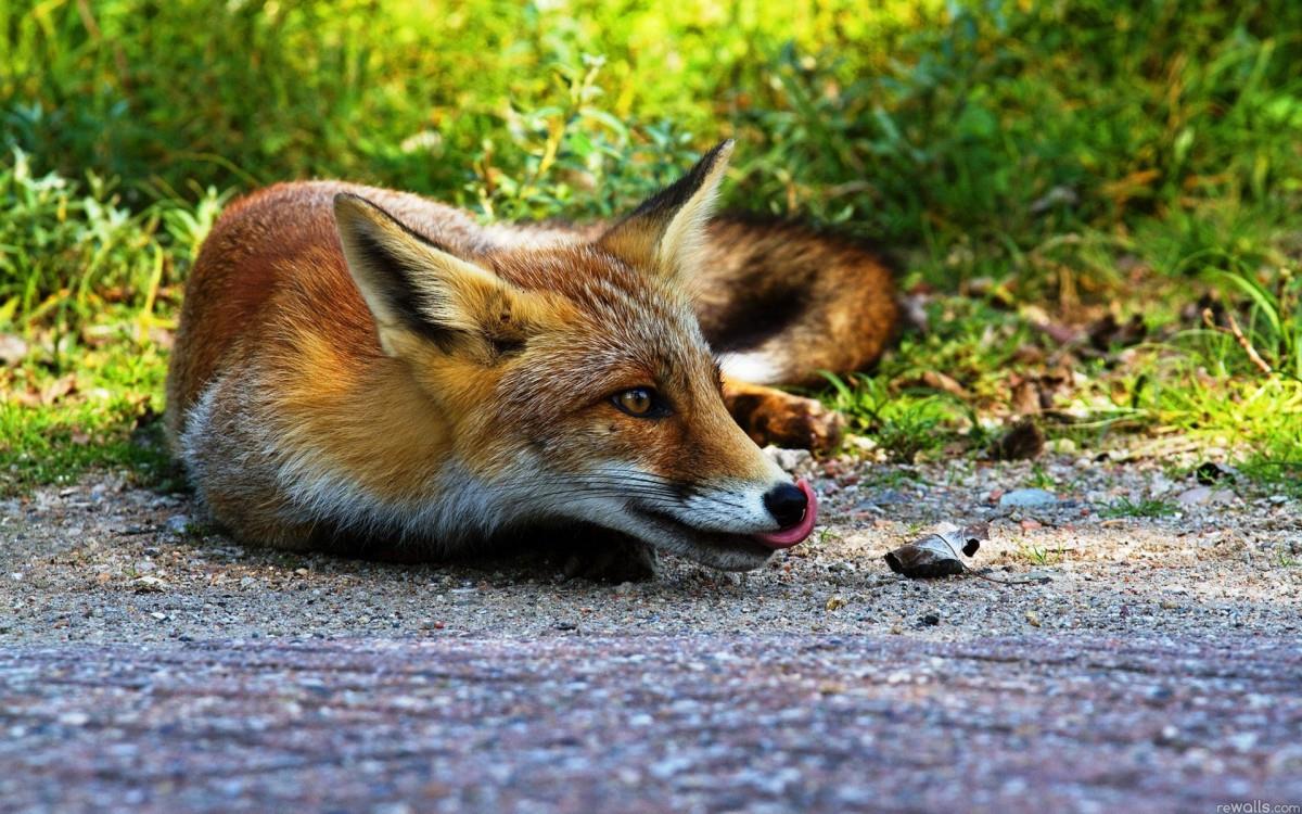 狡猾的狐狸图片大全