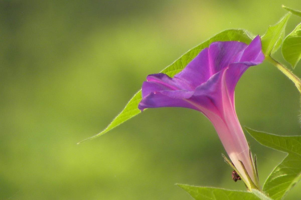 紫色唯美的牵牛花图片大全