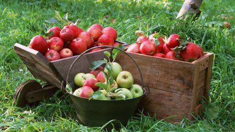 收获诱人苹果图片
