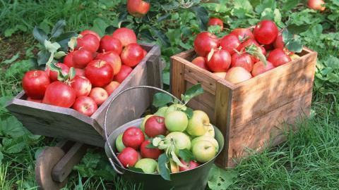 收获诱人苹果图片