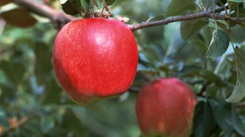 收获诱人苹果图片