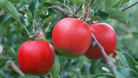 收获诱人苹果图片