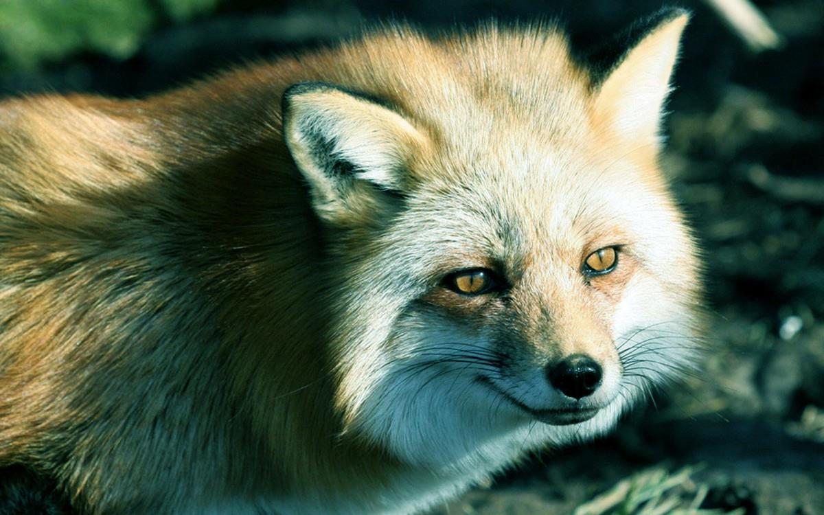 狡猾的狐狸图片大全