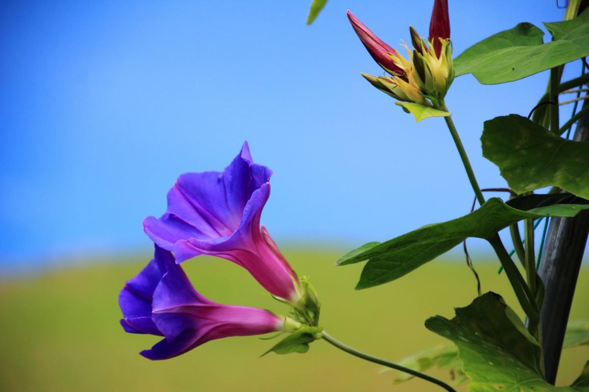 紫色唯美的牵牛花图片大全