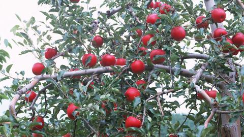 收获诱人苹果图片