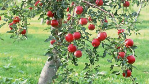 收获诱人苹果图片