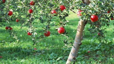 收获诱人苹果图片