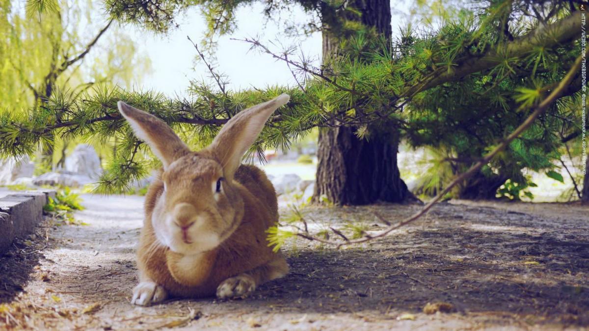 萌兔子“史大力”图片