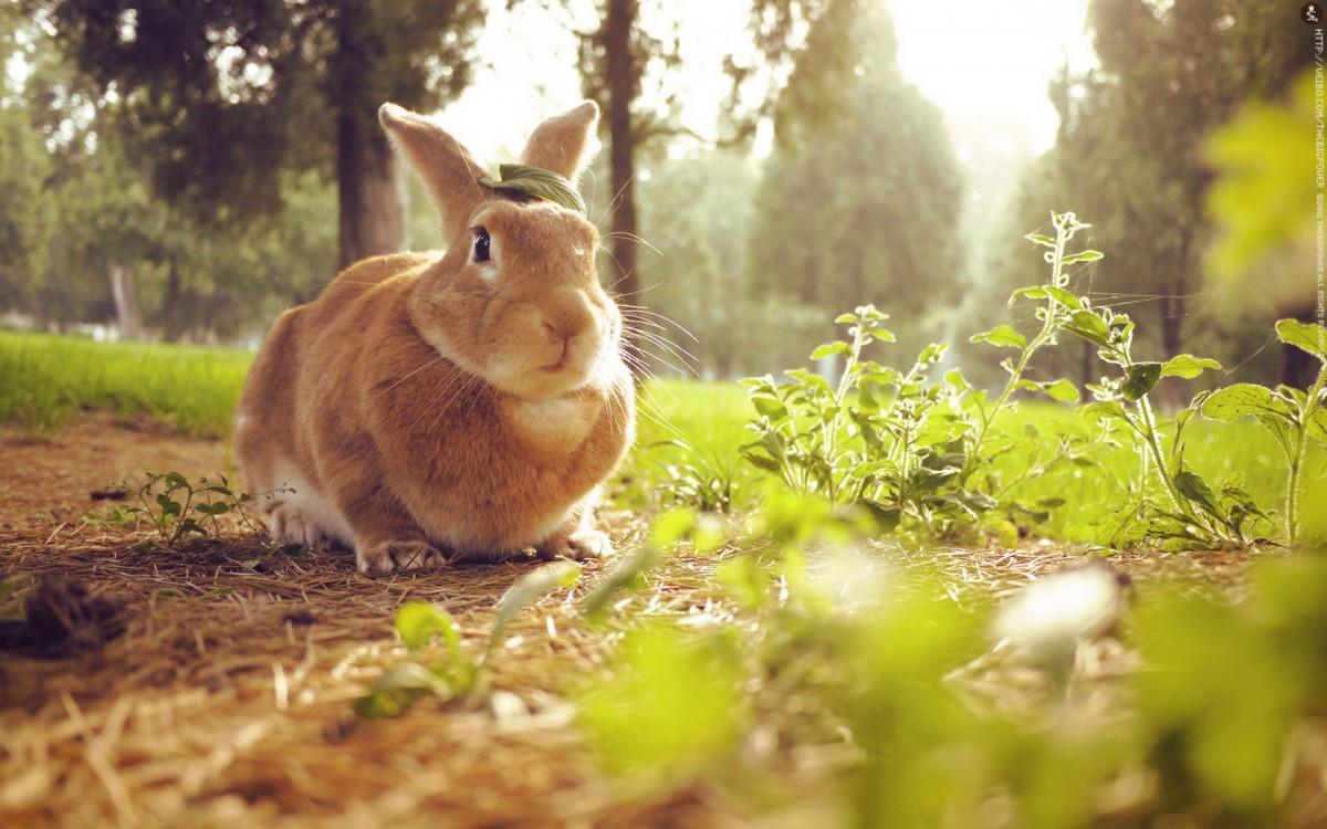 萌兔子“史大力”图片