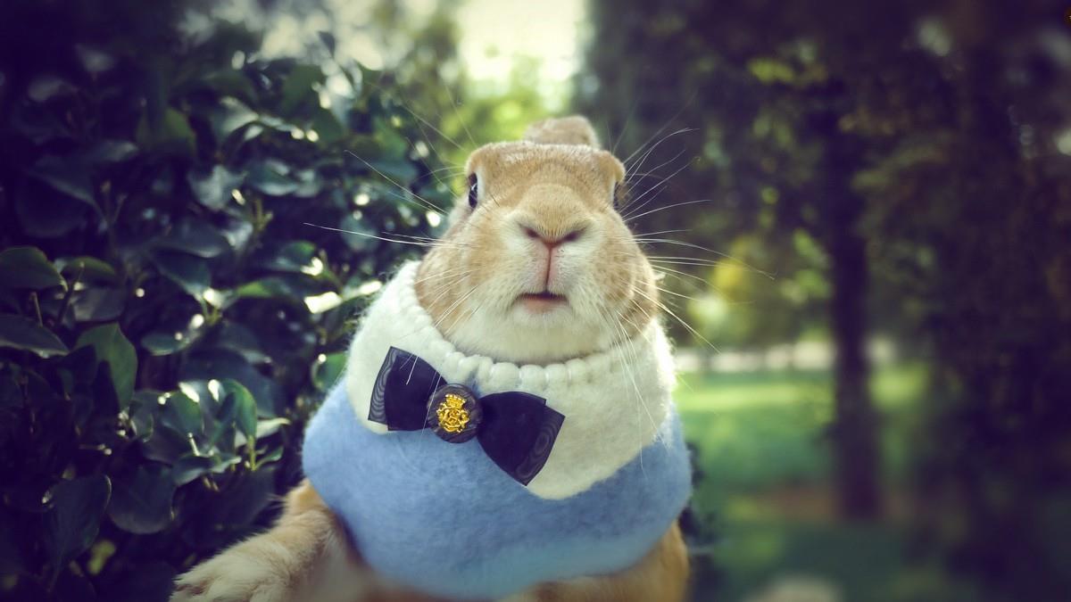 萌兔子“史大力”图片