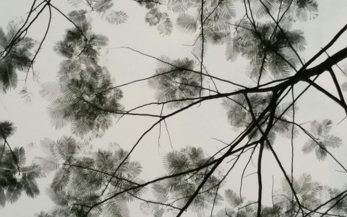 叶子水墨画图片