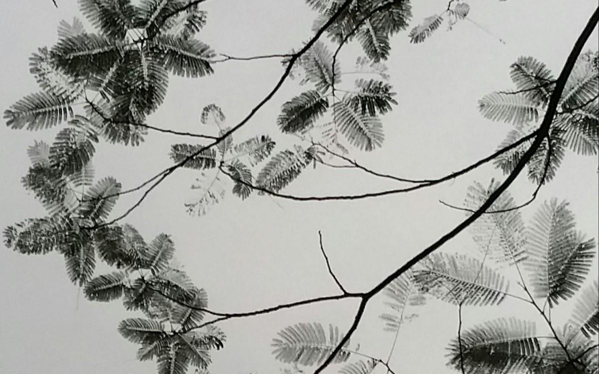 叶子水墨画图片