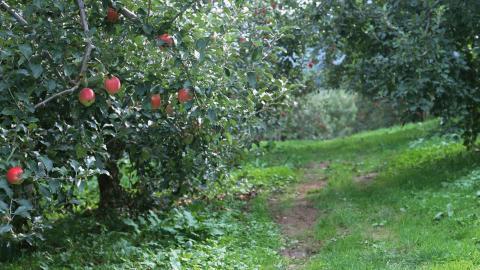 收获诱人苹果图片
