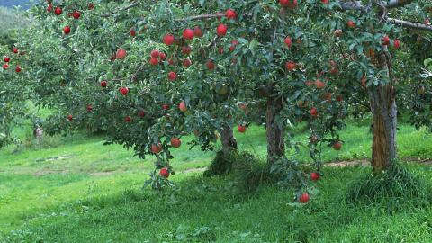 收获诱人苹果图片