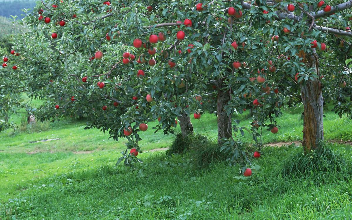 收获诱人苹果图片