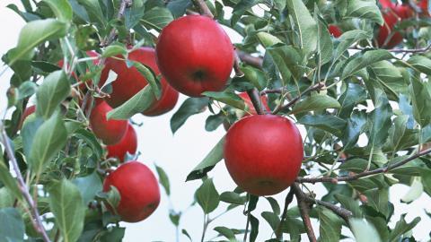 收获诱人苹果图片