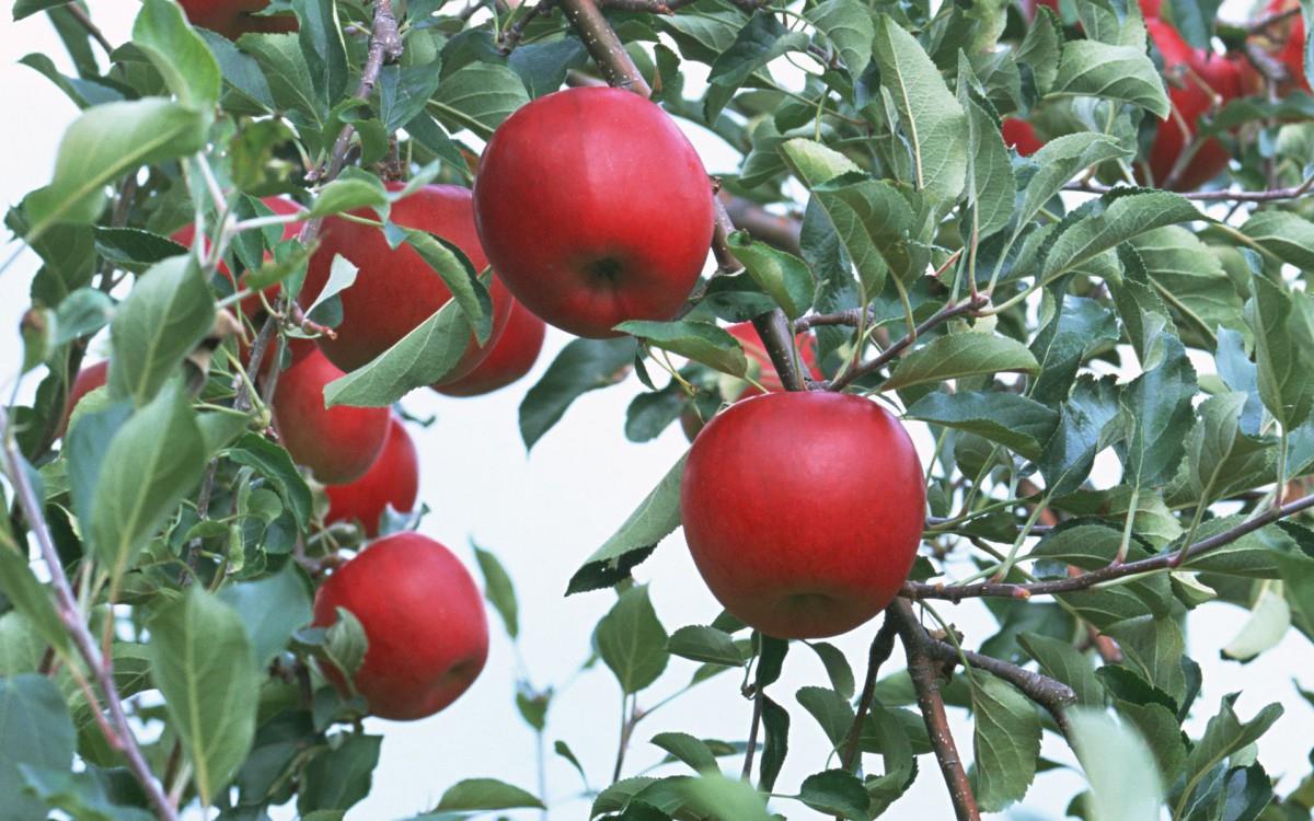 收获诱人苹果图片