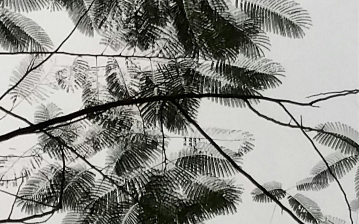 叶子水墨画图片