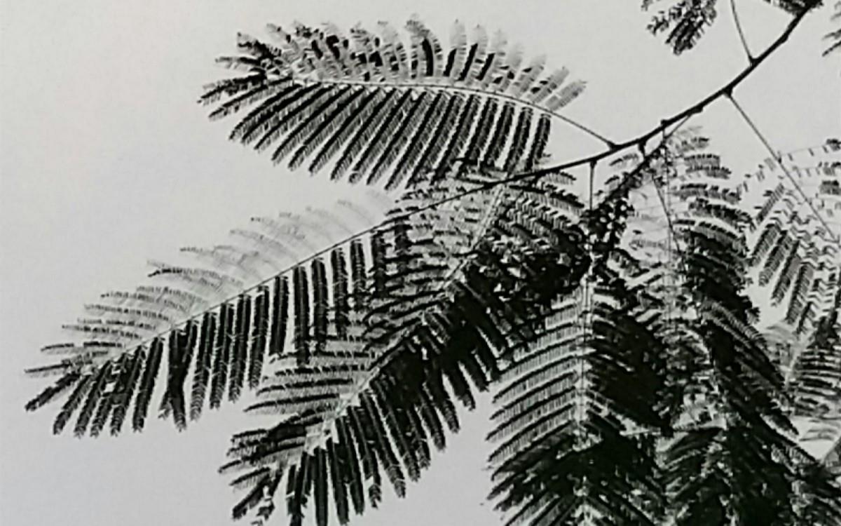 叶子水墨画图片