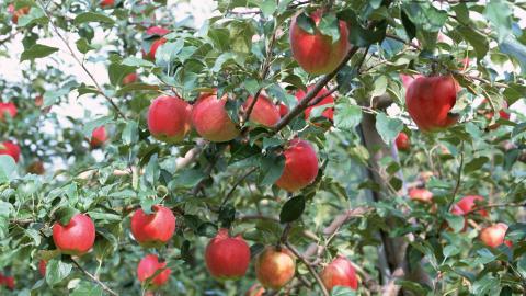 收获诱人苹果图片