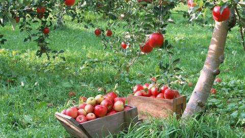 收获诱人苹果图片