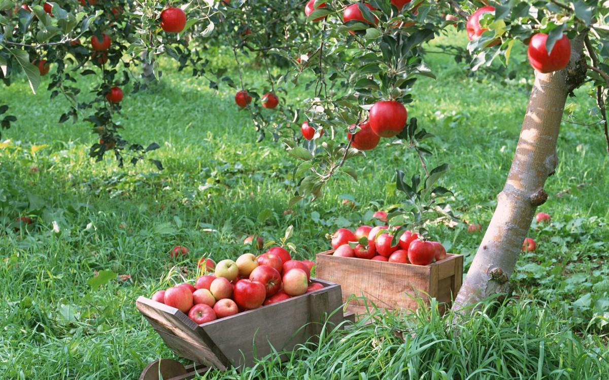 收获诱人苹果图片