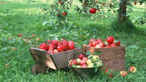 收获诱人苹果图片