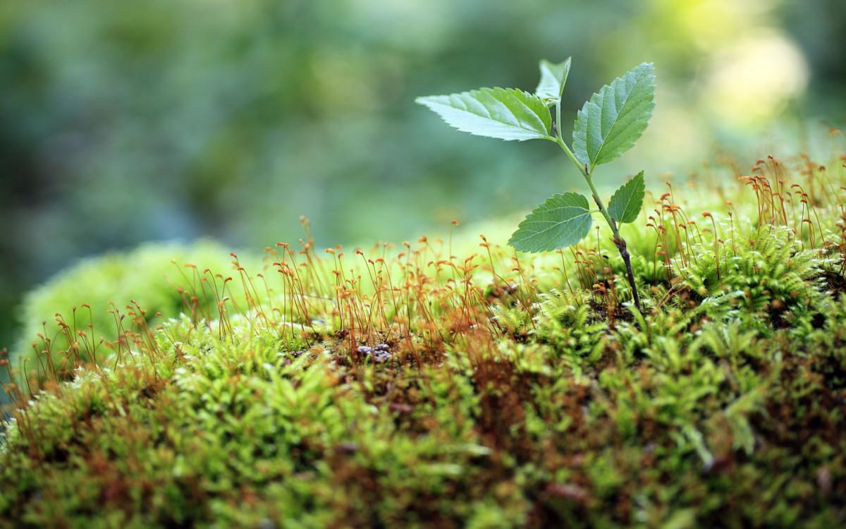 树苗(微软Win7宽屏图片)