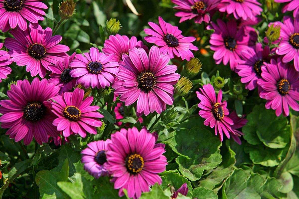 南非万寿菊图片大全