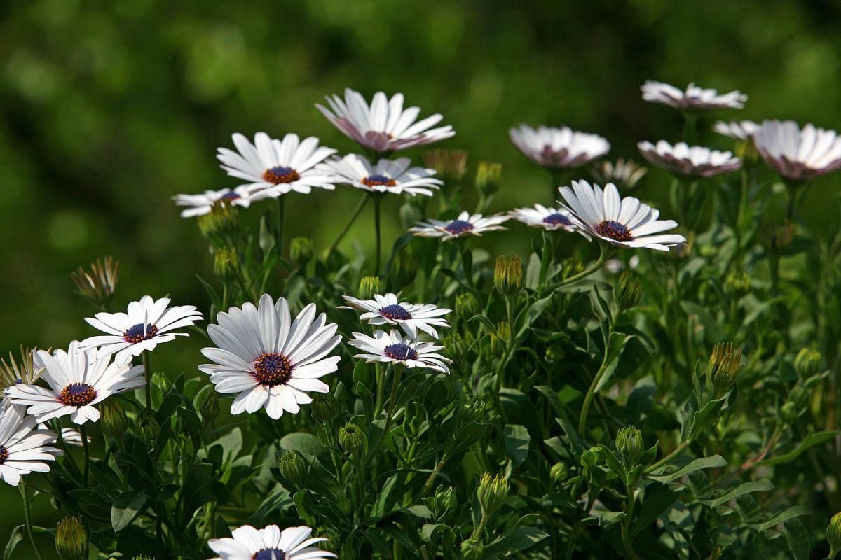 南非万寿菊图片大全