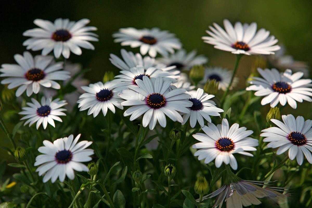 南非万寿菊图片大全