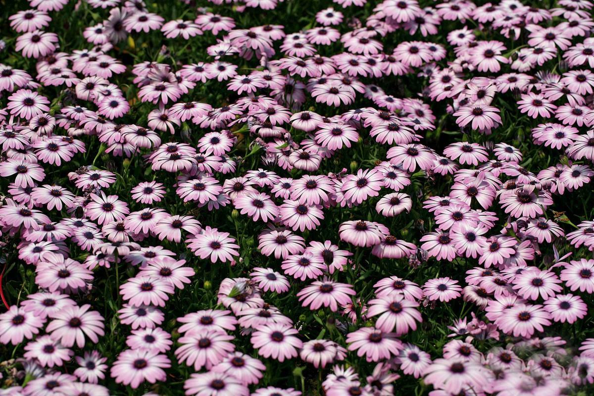 南非万寿菊图片大全