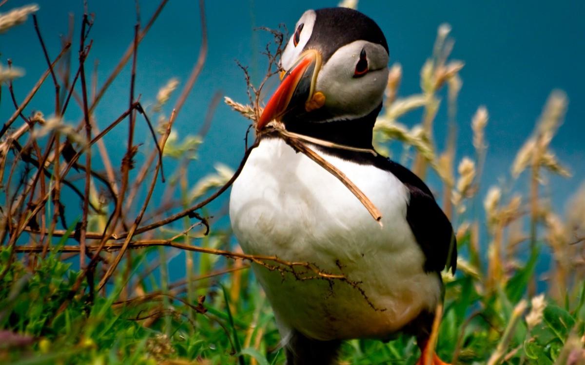 国家地理动物专辑图片