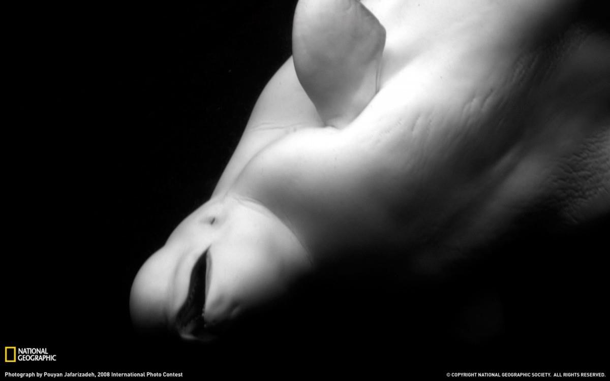 国家地理动物专辑图片